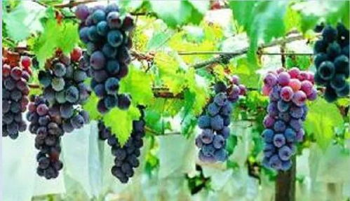 四川葡萄种植指南 方法与关键技术要点