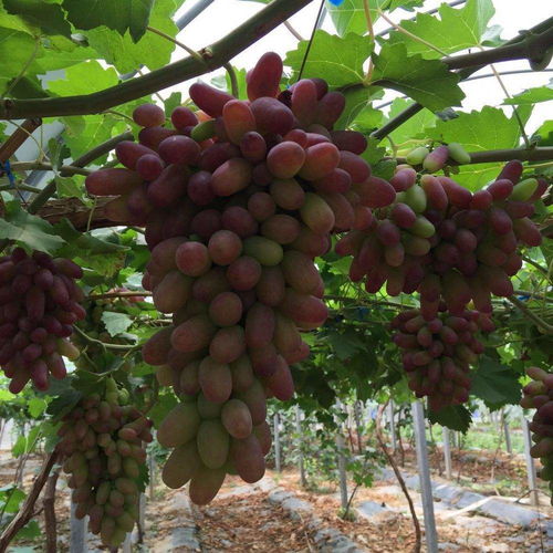 葡萄树修剪全攻略 种植与酿酒师的专业技巧与养护方法