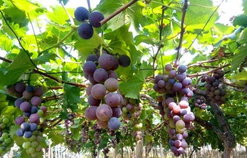 葡萄膨大期管理要点 实现量高质优的关键措施