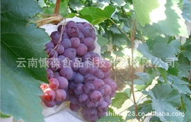云南慷葆食品科技开发 高原葡萄产业链与产品矩阵深度解析