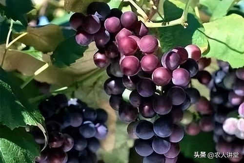 种葡萄，肥料用多用少直接影响产量和口感