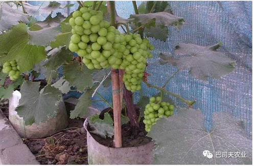 葡萄种植 从选地到丰收的全方位指南