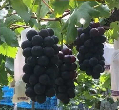 黑皇葡萄 2024年最推荐的藤本皇后