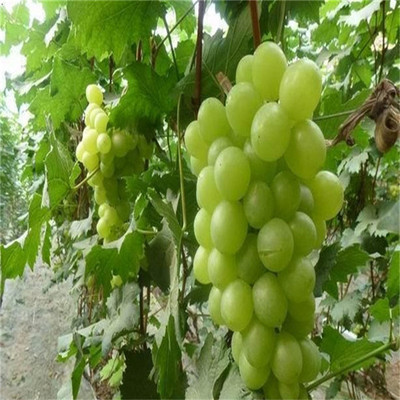 甜蜜蓝宝石与玫瑰香的种植之道 低成本高收益的葡萄基地探索