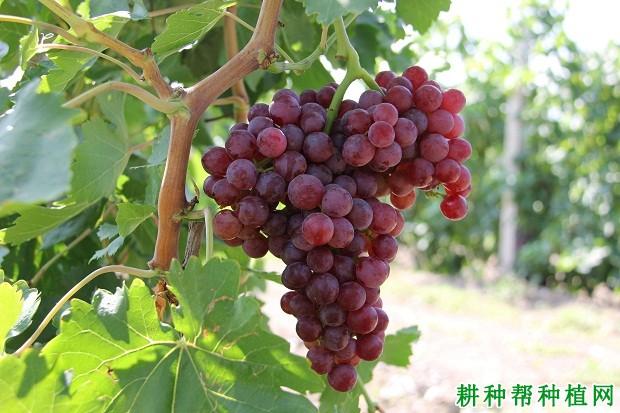 克瑞森无核葡萄品种好不好种植克瑞森无核葡萄需要注意什么