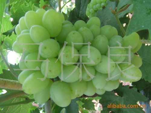 农产品 生鲜水果 葡萄,提子 葡萄 甜葡萄 无核葡萄 葡萄种植技术 没有